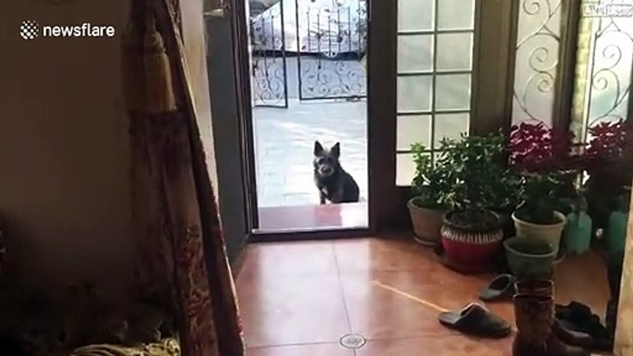 Ce chien vient chercher sa maitresse pour lui montrer ses petits