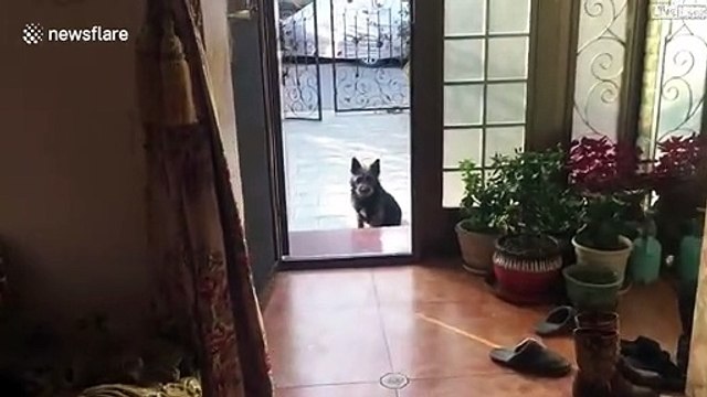 Ce chien vient chercher sa maitresse pour lui montrer ses petits