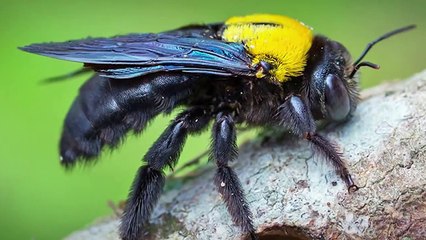 7 Animales Únicos Que Ganaron la Lotería Genética