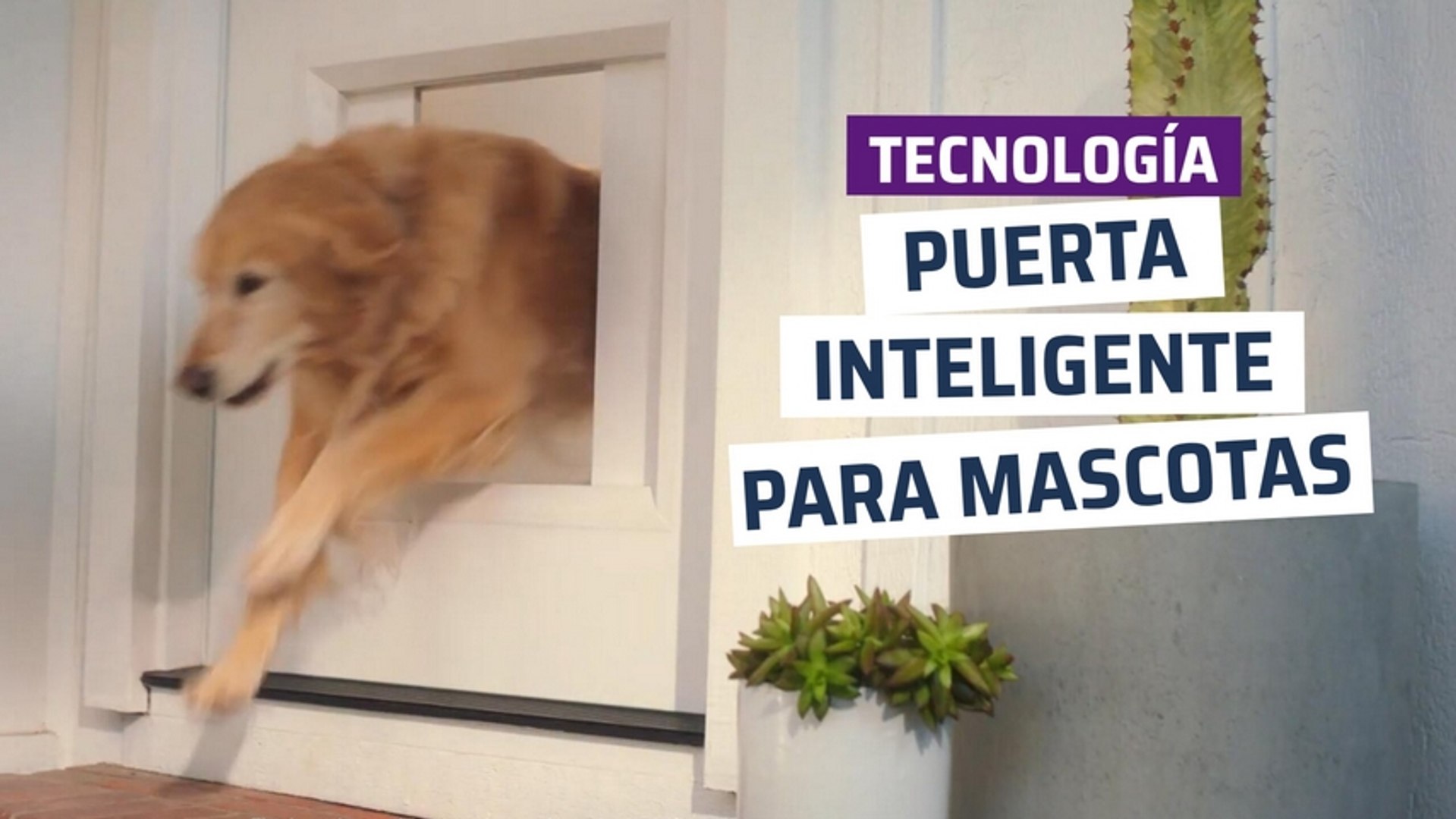 CH] Puerta inteligente para mascotas - Vídeo Dailymotion