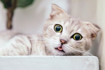 Australia exterminará a millones de gatos para evitar que acaben con la fauna salvaje