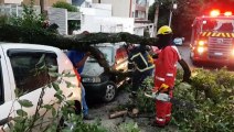 Galho de árvore cai e atinge dois carros que estavam estacionados na Rua Souza Naves, no Centro