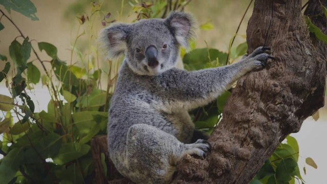 How Australia’s Tourism Industry Is Recovering a Year After the Devastating Bushfires