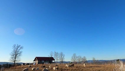 Moving Roaming Mountain Sheep to New Field then Star Lapse in 4K Gopro 9