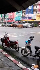Cows Crossing in Heavy Traffic