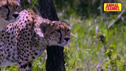 Cheetah The Fastest Animal in the World_ Amazing Attack Compilation - Cheetah vs Ostrich..
