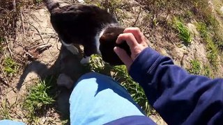 I took a video of a stray cat living in Japan.93