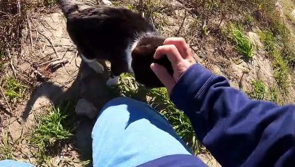 I took a video of a stray cat living in Japan.93