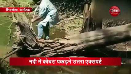 Video: नदी में कोबरा को पकड़ रहा था एक्सपर्ट और हो गया हमला, देखिए फिर क्या हुआ