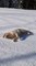 Golden Retriever Enjoys Sliding on Snow