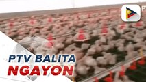 #PTVBalitaNgayon | DA, ipinagbawal muna ang pag-aangkat ng wild bird at poultry products dahil sa avian influenza virus