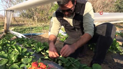Şehir hayatından kaçıp çilek bahçesi kurdular