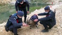 Jandarma donmak üzere olan yaban keçisi yavrusunu kurtardı