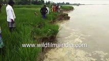 Farmers hurriedly cut paddy grass before flood waters erode their farmlands in North India