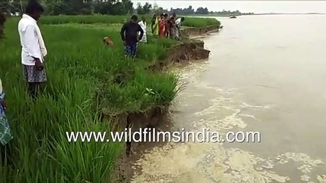 Farmers hurriedly cut paddy grass before flood waters erode their farmlands in North India