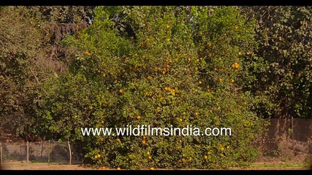 Khatta or wild orange root-stock tree has enormous fruit, laden with ripe fruits _ Organic India