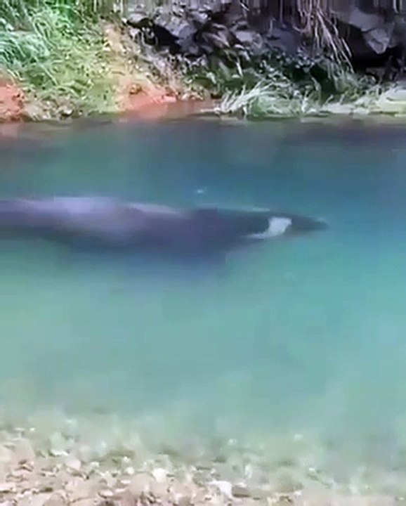 Un buffle marche sous l'eau