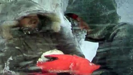 Doctor Who S13E21 The Seeds of Doom Pt 1 - (1963)