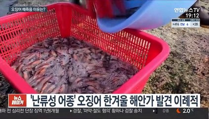 강원 고성 해변서 오징어 수천 마리 떼죽음…무슨 일?