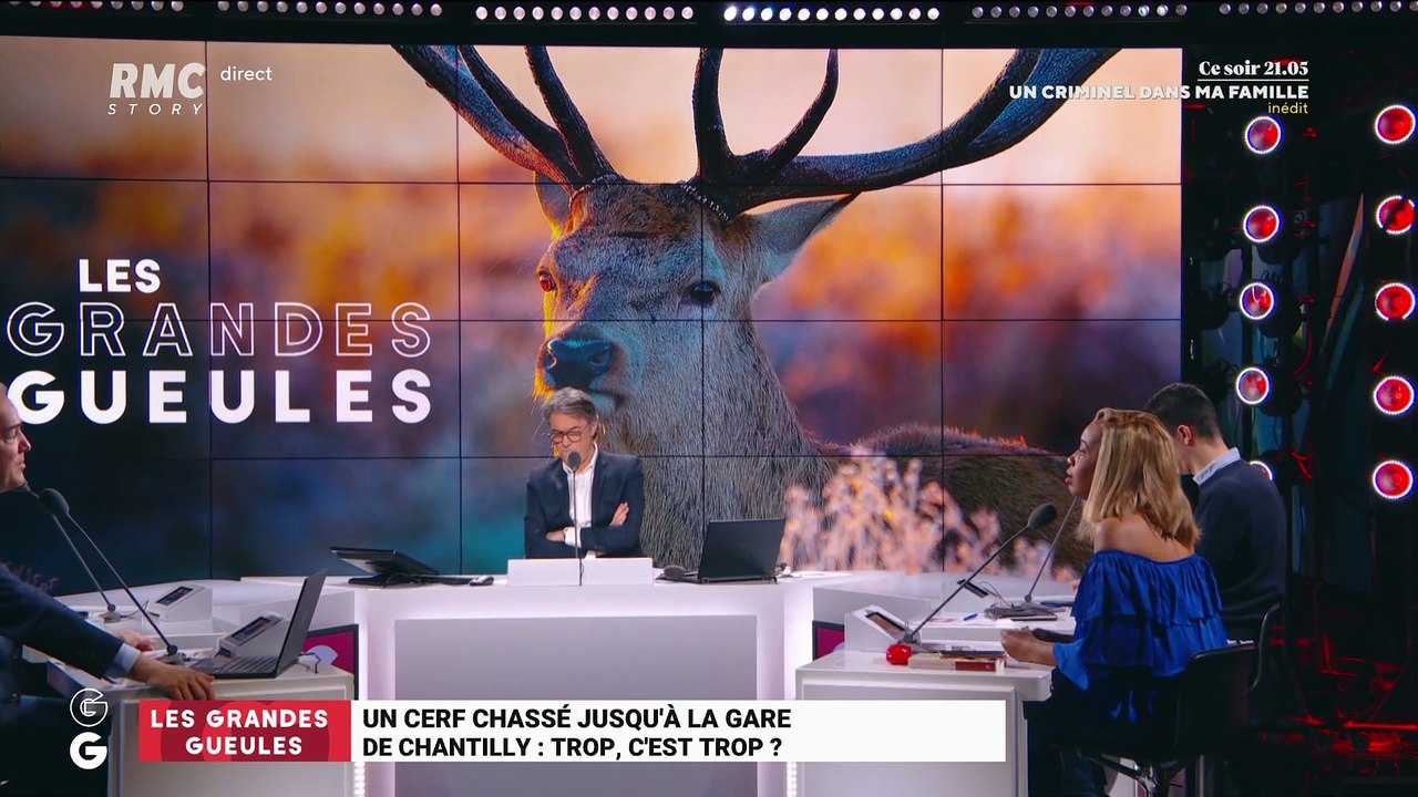 Cerf chassé jusqu'à la gare de Chantilly : trop, cest trop ? - 14/01