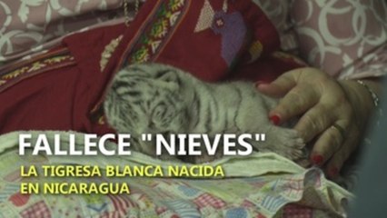 Fallece "Nieves", la tigresa blanca nacida en Nicaragua