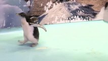 Nace el primer pingüíno antártico en México