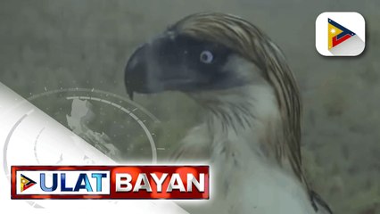 Kauna-unahang Philippine Eagle na bred in captivity na si Pag-asa, masisilayan pa rin
