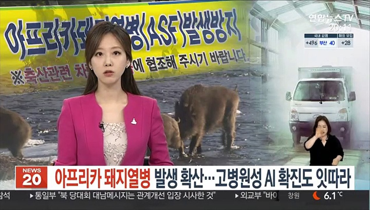 아프리카돼지열병 발생 확산…고병원성 AI 확진도 잇따라