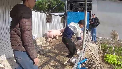 Lợn đẹp giá cao - giá lợn hơi hôm nay 86