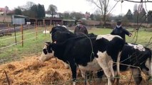Les vaches sont montées très facilement dans la bétaillère qui les emmène dans un élevage du Pas-de-Calais