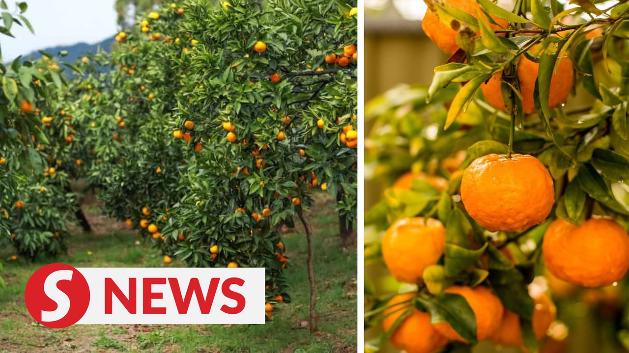 Expect the "best lokam in 10 years" for CNY