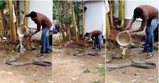 Homem dá banho e carinho numa das cobras mais venenosas do mundo