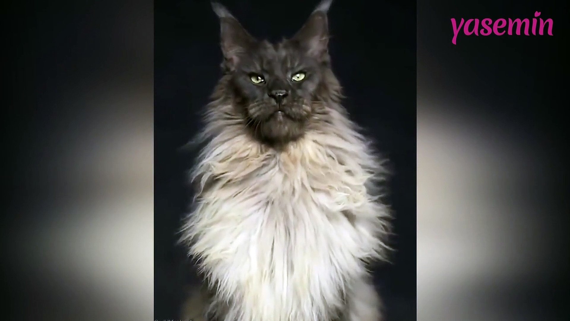 En büyük kedi ırkından olan Maine Coon'in karizması! - Dailymotion Video