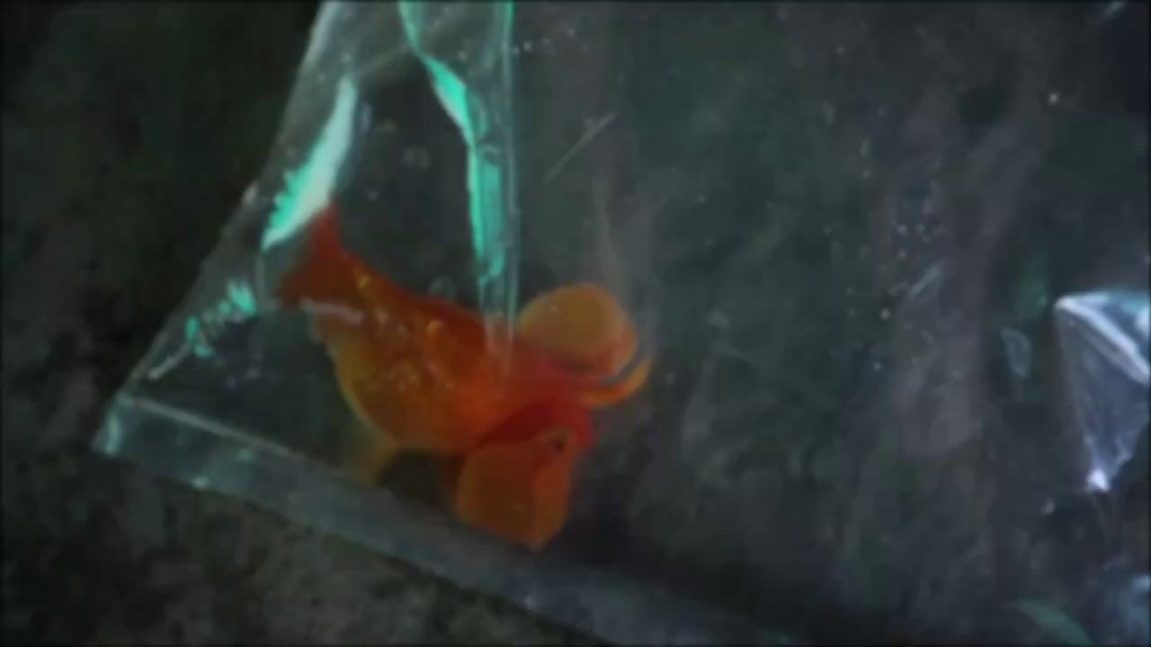 kolathur fish farm | chennai fish farm | koluthur fish market