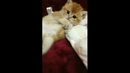 MySweetKitten  Very Cute Kitten licks its paw.
