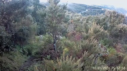 Chasseuse vs Sanglier