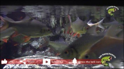 Mancing Tawes Liar Umpan Bulu Ayam