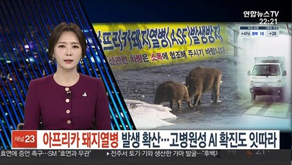아프리카돼지열병 발생 확산…고병원성 AI 확진도 잇따라