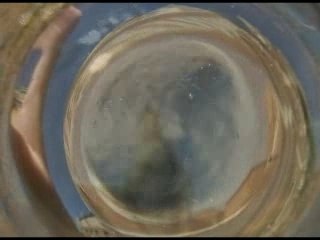 Jungle King vid for you tube 14 Feb 2008