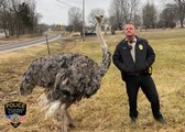 Ce policier fait face à une autruche qui bloque la route !
