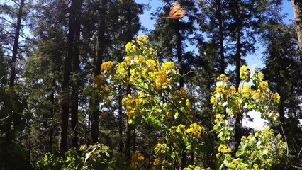 Mexique : les papillons Monarque