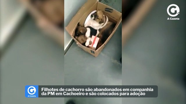Filhotes de cachorro são abandonados em companhia da PM em Cachoeiro e são colocados para adoção