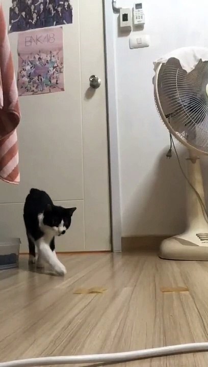 Ne faites pas ça à votre chat