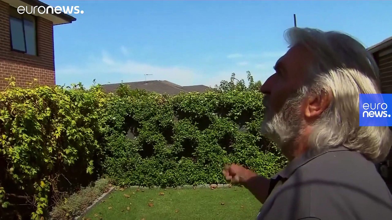 ABD'den Avustralya'ya kadar uçan yarış güvercini karantinaya alındı, öldürülme tehlikesiyle karşıya