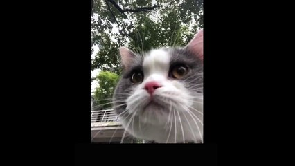 Videos  Graciosos de Gatos y Perros 2021 - Si te ríes pierdes