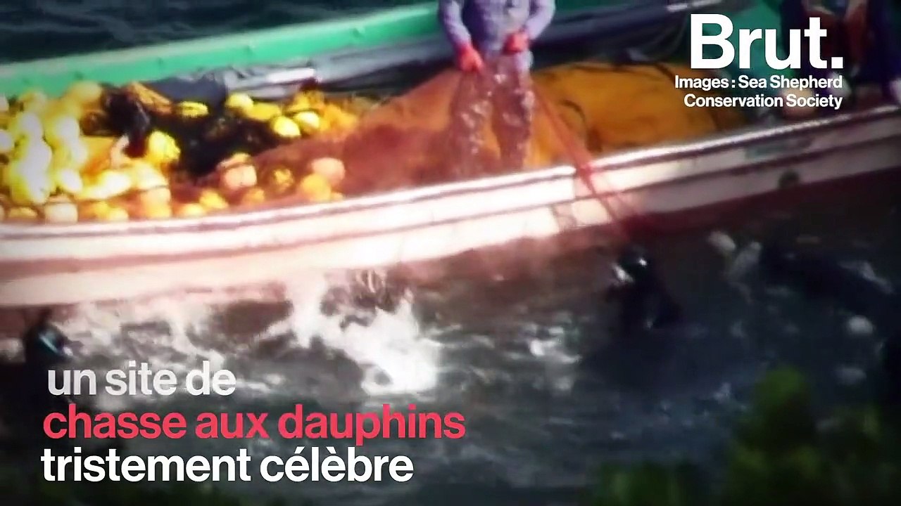 Japon : la baleine piégée dans un filet de pêche a été tuée