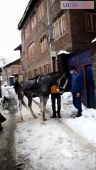 شاهد: وصول موظف  توصيل أمازون على ظهر الخيل المغطاة بالثلوج