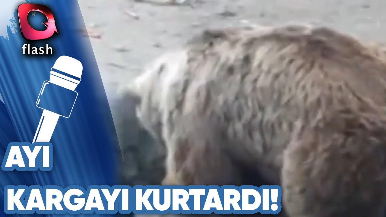 Ayı, Kargayı Kurtardı!