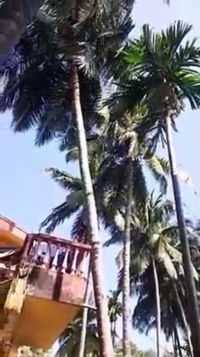 How to pluck out the coconuts.