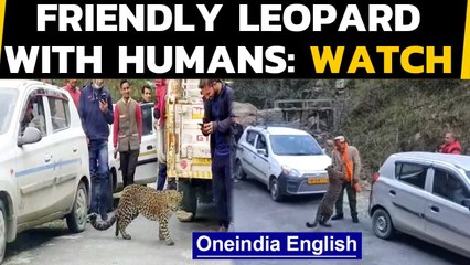 Little Leopard Plays on Roads of Himachal | Video goes Viral | Oneindia News